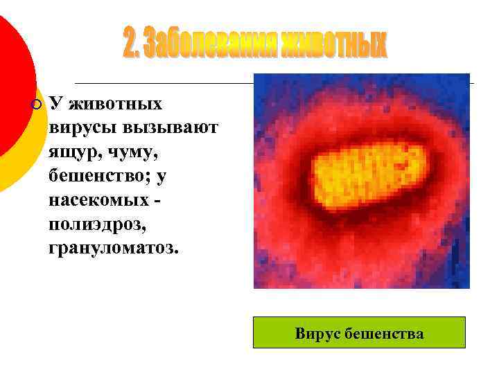 ¡ У животных вирусы вызывают ящур, чуму, бешенство; у насекомых полиэдроз, грануломатоз. Вирус бешенства