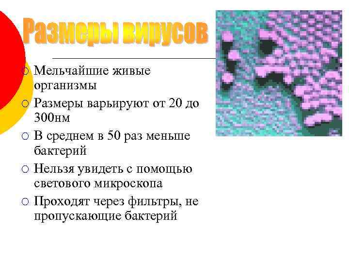 ¡ ¡ ¡ Мельчайшие живые организмы Размеры варьируют от 20 до 300 нм В
