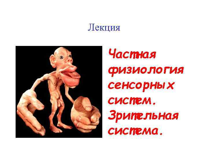 Лекция Частная физиология сенсорных систем. Зрительная система. 