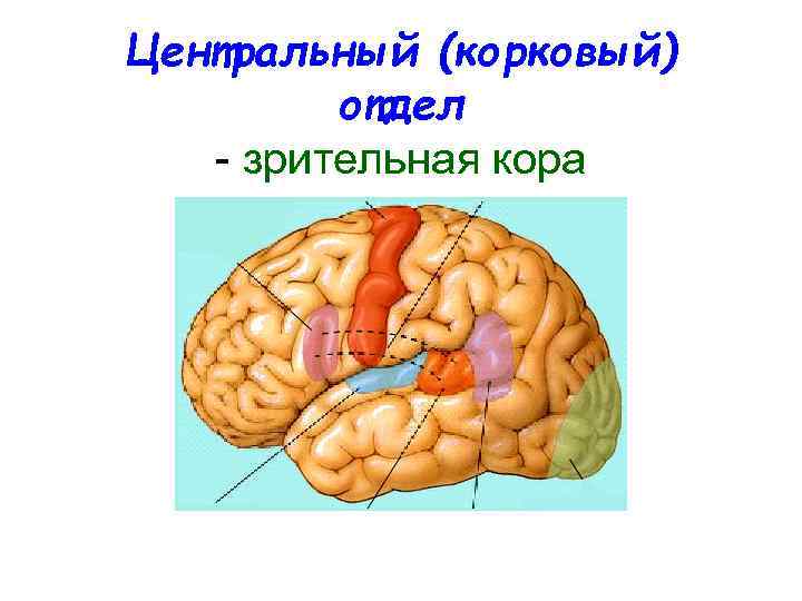 Центральный (корковый) отдел - зрительная кора 