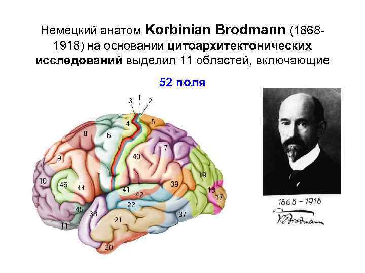 Немецкий анатом Korbinian Brodmann (18681918) на основании цитоархитектонических исследований выделил 11 областей, включающие 52