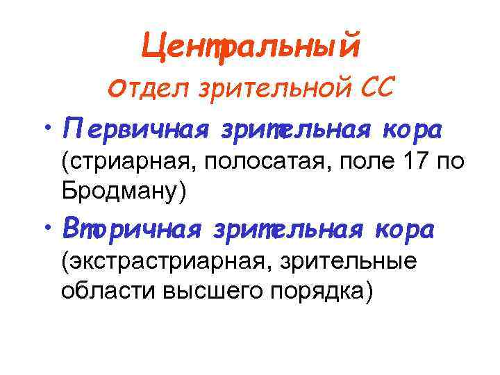 Центральный отдел зрительной СС • Первичная зрительная кора (стриарная, полосатая, поле 17 по Бродману)