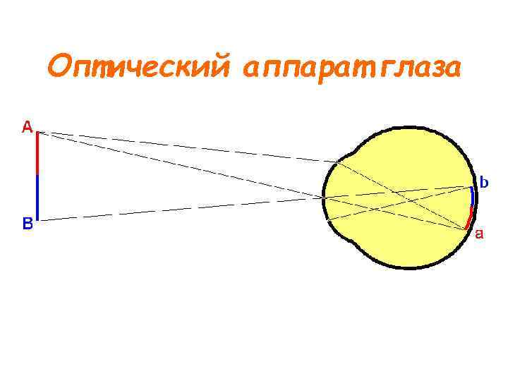 Оптический аппарат глаза 