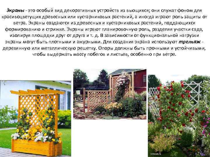 Экраны - это особый вид декоративных устройств из вьющихся; они служат фоном для красивоцветущих