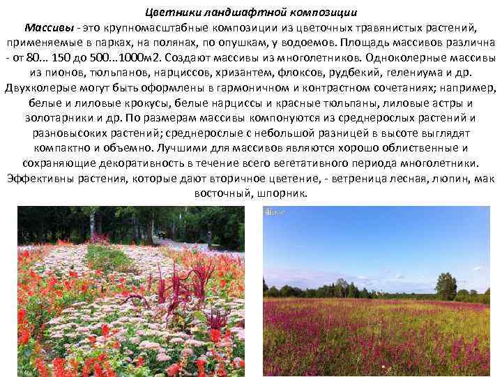 Цветники ландшафтной композиции Массивы - это крупномасштабные композиции из цветочных травянистых растений, применяемые в