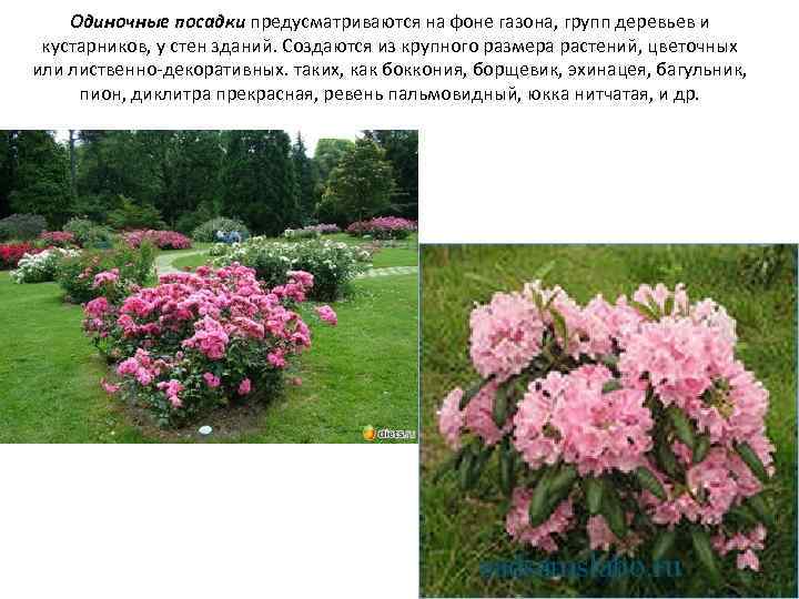 Одиночные посадки предусматриваются на фоне газона, групп деревьев и кустарников, у стен зданий. Создаются