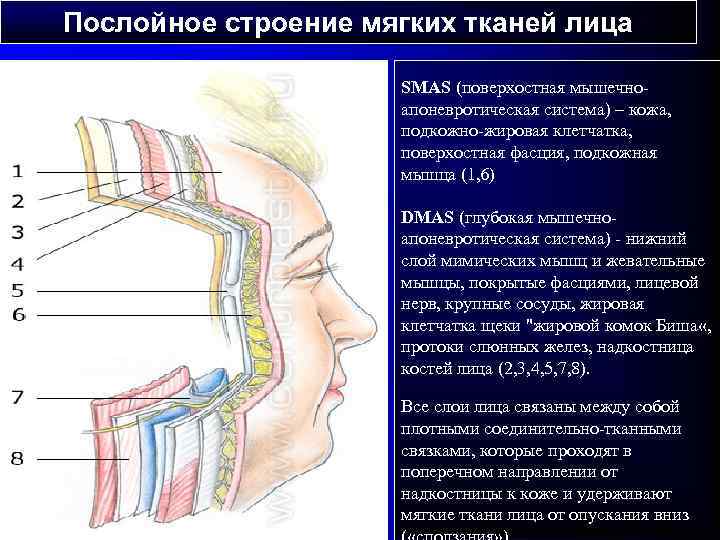 Послойное строение мягких тканей лица SMAS (поверхостная мышечноапоневротическая система) – кожа, подкожно-жировая клетчатка, поверхостная