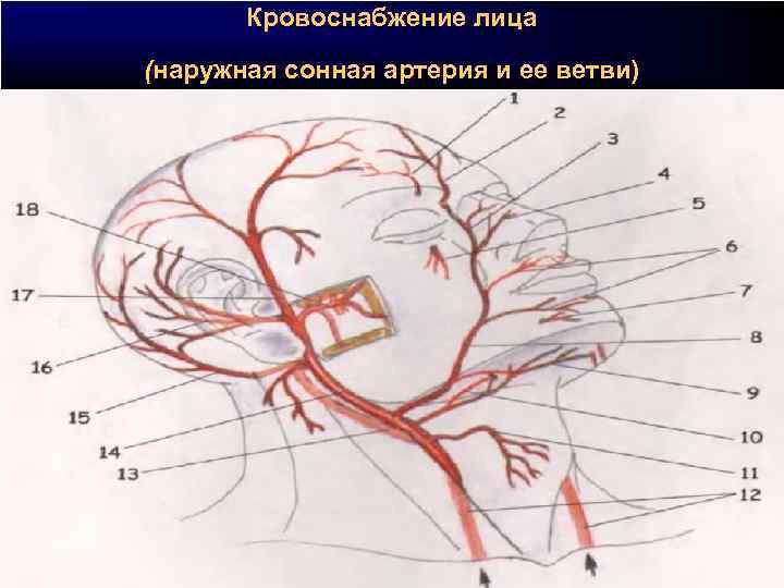 Наружная сонная артерия схема