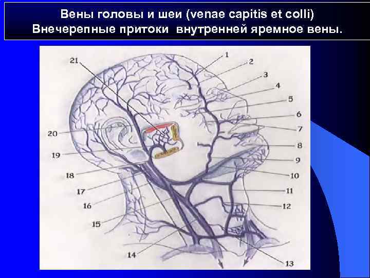 Вены головы и шеи рисунок