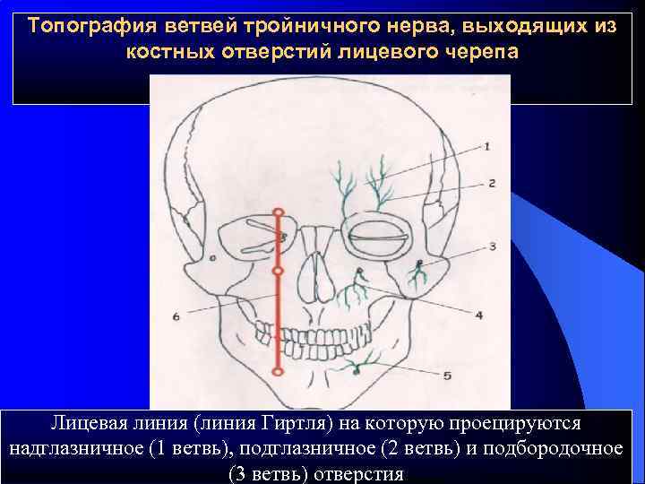 Топография ветвей тройничного нерва, выходящих из костных отверстий лицевого черепа Лицевая линия (линия Гиртля)
