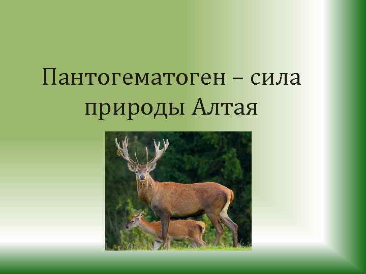 Пантогематоген – сила природы Алтая 