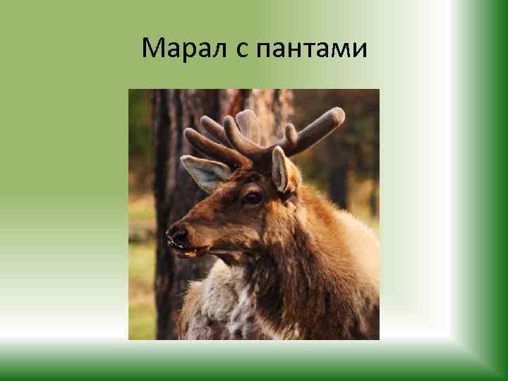 Марал с пантами 