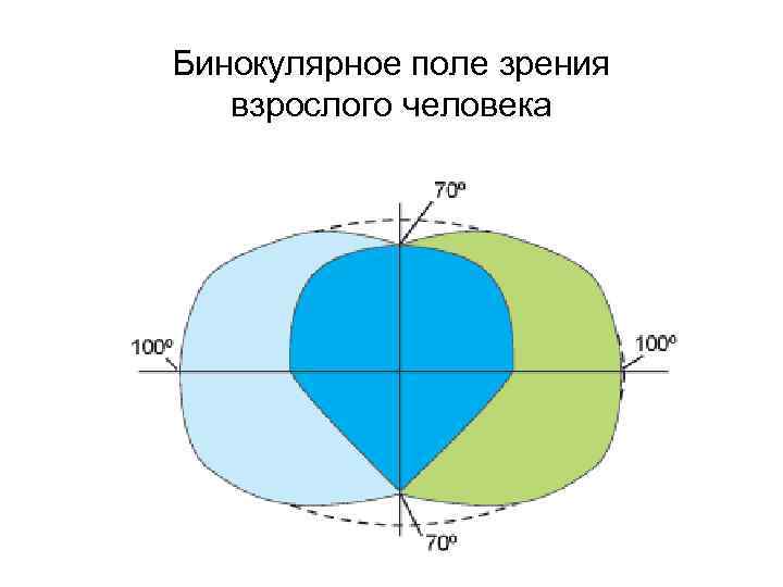 Бинокулярное поле зрения взрослого человека 