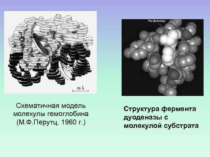 Схематичная модель молекулы гемоглобина (М. Ф. Перутц, 1960 г. ) Структура фермента дуоденазы с