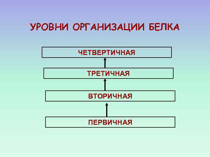 УРОВНИ ОРГАНИЗАЦИИ БЕЛКА ЧЕТВЕРТИЧНАЯ ТРЕТИЧНАЯ ВТОРИЧНАЯ ПЕРВИЧНАЯ 