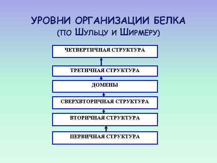 УРОВНИ ОРГАНИЗАЦИИ БЕЛКА (ПО ШУЛЬЦУ И ШИРМЕРУ) ЧЕТВЕРТИЧНАЯ СТРУКТУРА ТРЕТИЧНАЯ СТРУКТУРА ДОМЕНЫ СВЕРХВТОРИЧНАЯ СТРУКТУРА