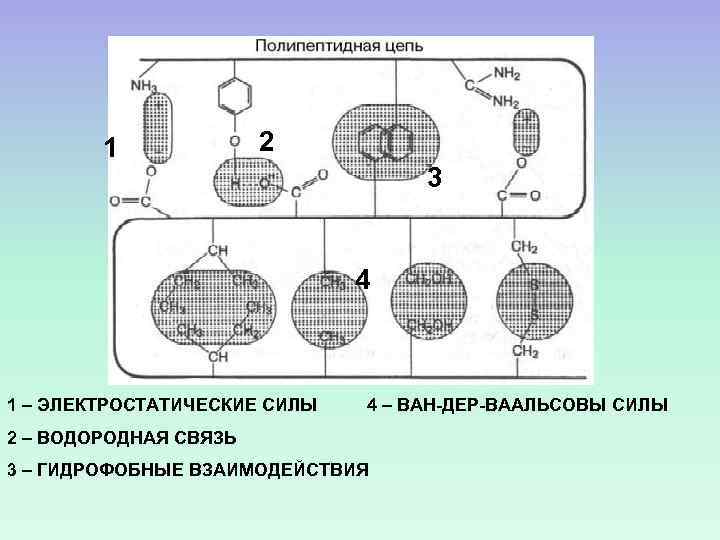 1 2 3 4 1 – ЭЛЕКТРОСТАТИЧЕСКИЕ СИЛЫ 4 – ВАН-ДЕР-ВААЛЬСОВЫ СИЛЫ 2 –