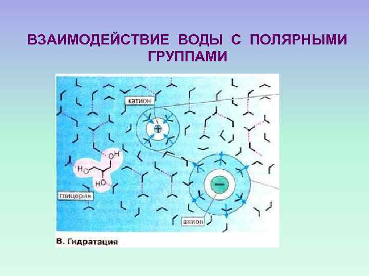 ВЗАИМОДЕЙСТВИЕ ВОДЫ С ПОЛЯРНЫМИ ГРУППАМИ 