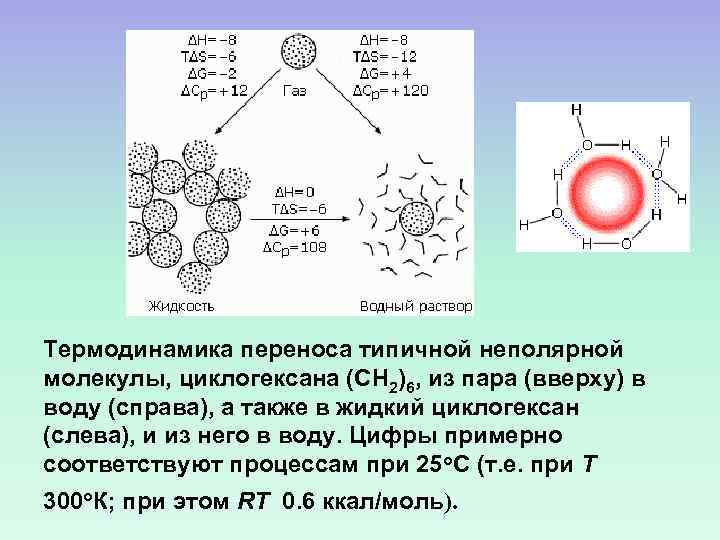 Термодинамика переноса типичной неполярной молекулы, циклогексана (СН 2)6, из пара (вверху) в воду (справа),