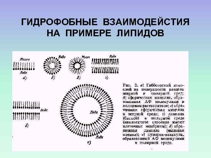 ГИДРОФОБНЫЕ ВЗАИМОДЕЙСТИЯ НА ПРИМЕРЕ ЛИПИДОВ 