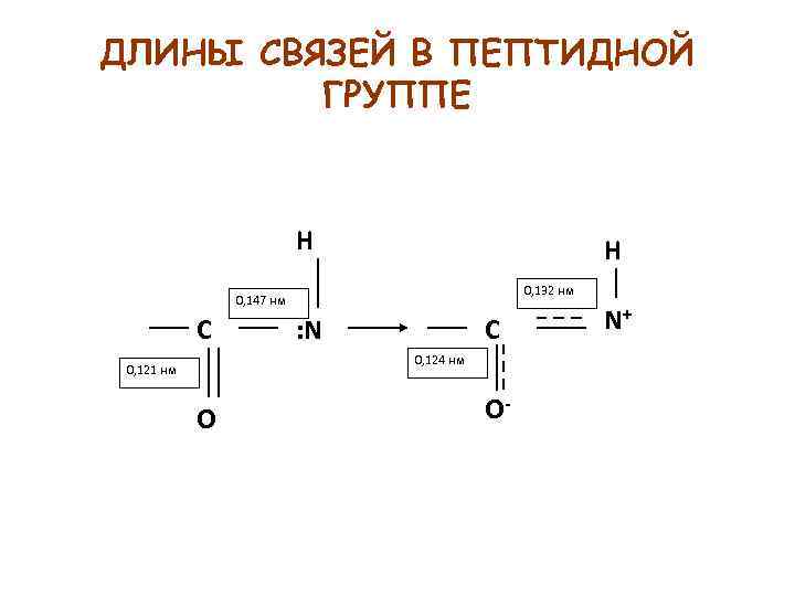 ДЛИНЫ СВЯЗЕЙ В ПЕПТИДНОЙ ГРУППЕ H H 0, 132 нм 0, 147 нм С