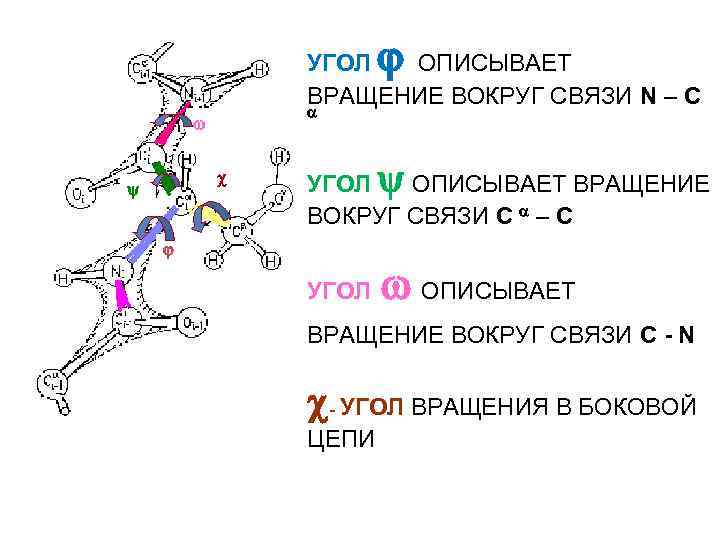  УГОЛ ОПИСЫВАЕТ ВРАЩЕНИЕ ВОКРУГ СВЯЗИ N – C УГОЛ ОПИСЫВАЕТ ВРАЩЕНИЕ ВОКРУГ СВЯЗИ