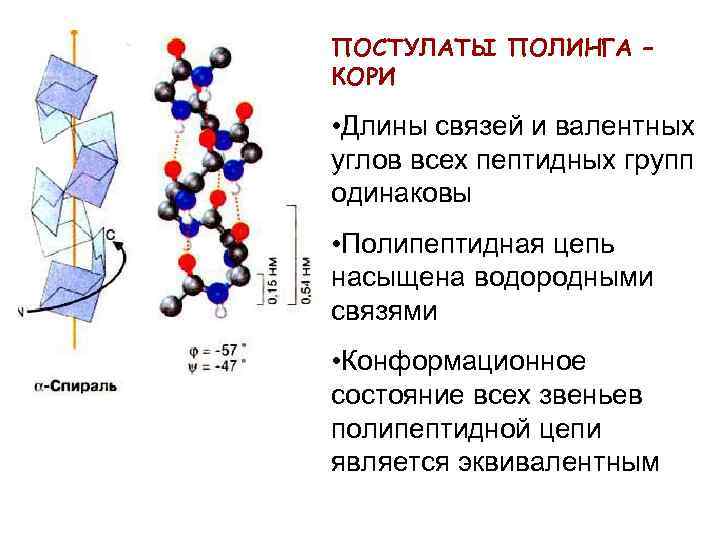 ПОСТУЛАТЫ ПОЛИНГА – КОРИ • Длины связей и валентных углов всех пептидных групп одинаковы