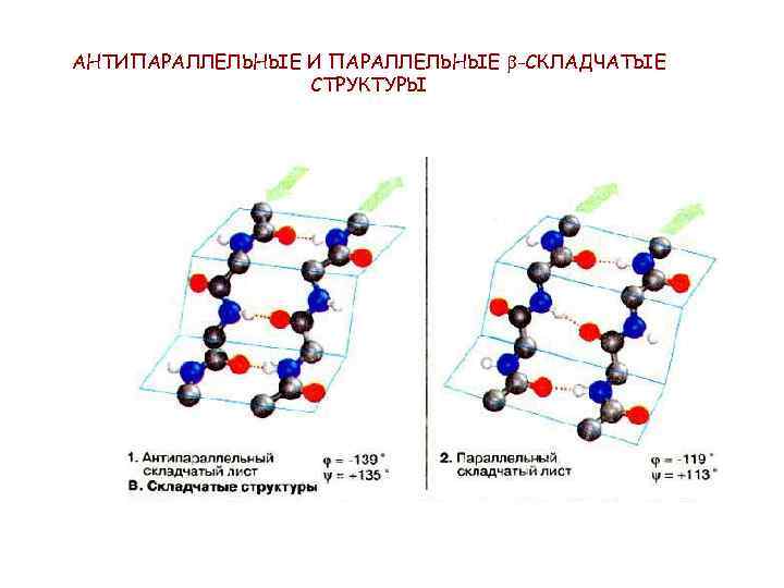 Цепи молекулы антипараллельны