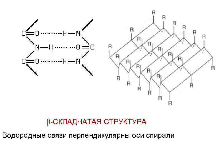 Водородные связи структура белка