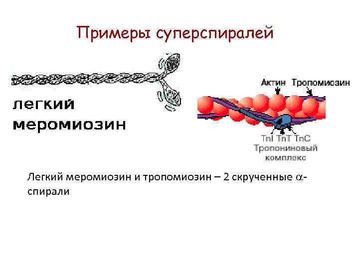 Первичная структура белка мономер
