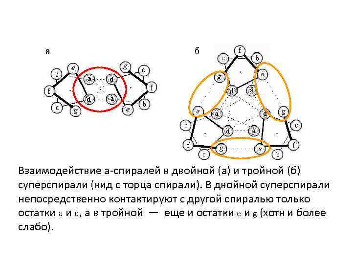 Взаимодействие a-спиралей в двойной (а) и тройной (б) суперспирали (вид с торца спирали). В