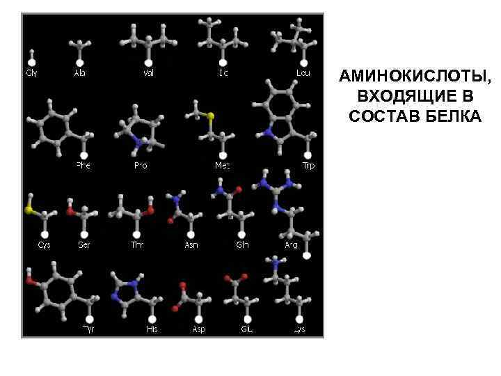 АМИНОКИСЛОТЫ, ВХОДЯЩИЕ В СОСТАВ БЕЛКА 