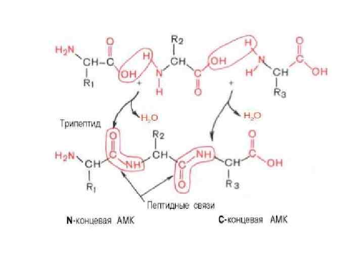 Полинг и кори постулаты