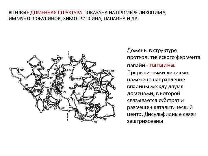 ВПЕРВЫЕ ДОМЕННАЯ СТРУКТУРА ПОКАЗАНА НА ПРИМЕРЕ ЛИЗОЦИМА, ИММУНОГЛОБУЛИНОВ, ХИМОТРИПСИНА, ПАПАИНА И ДР. Домены в