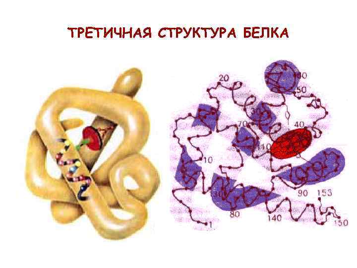 ТРЕТИЧНАЯ СТРУКТУРА БЕЛКА 