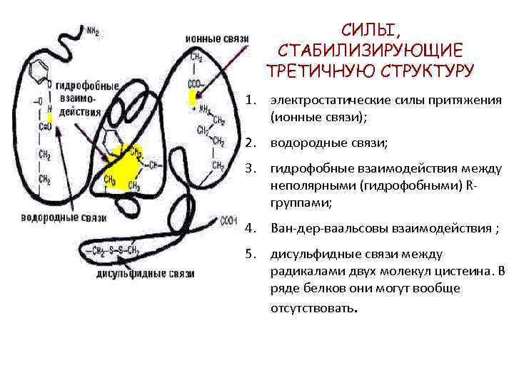 СИЛЫ, СТАБИЛИЗИРУЮЩИЕ ТРЕТИЧНУЮ СТРУКТУРУ 1. электростатические силы притяжения (ионные связи); 2. водородные связи; 3.