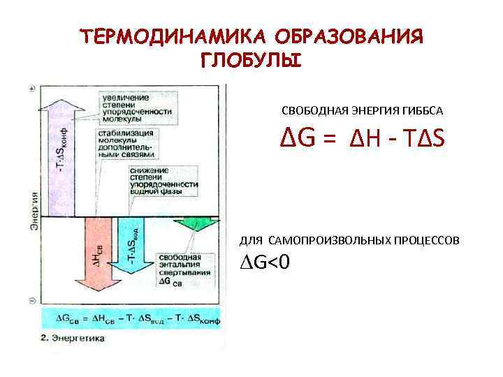ТЕРМОДИНАМИКА ОБРАЗОВАНИЯ ГЛОБУЛЫ СВОБОДНАЯ ЭНЕРГИЯ ГИББСА ΔG = ΔH - TΔS ДЛЯ САМОПРОИЗВОЛЬНЫХ ПРОЦЕССОВ