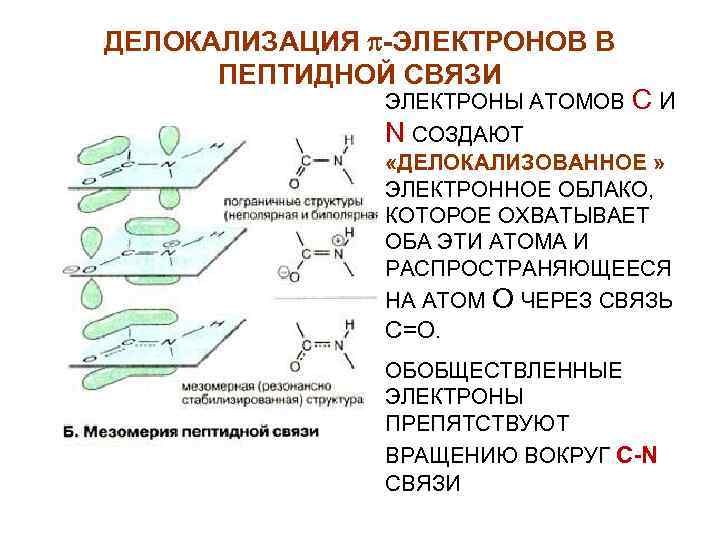 ДЕЛОКАЛИЗАЦИЯ -ЭЛЕКТРОНОВ В ПЕПТИДНОЙ СВЯЗИ ЭЛЕКТРОНЫ АТОМОВ СИ N СОЗДАЮТ «ДЕЛОКАЛИЗОВАННОЕ » ЭЛЕКТРОННОЕ ОБЛАКО,