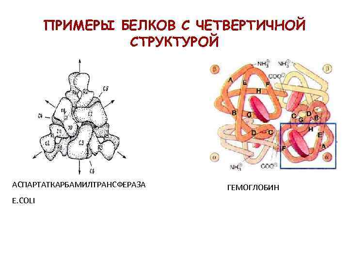 Примеры белков