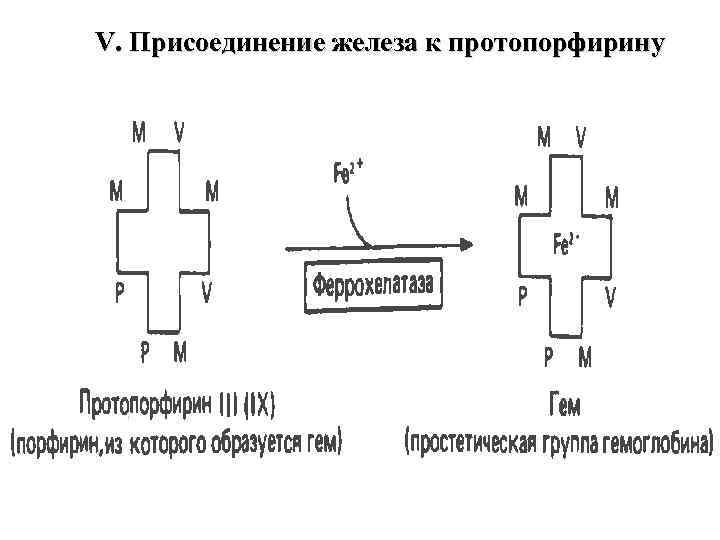 V. Присоединение железа к протопорфирину 