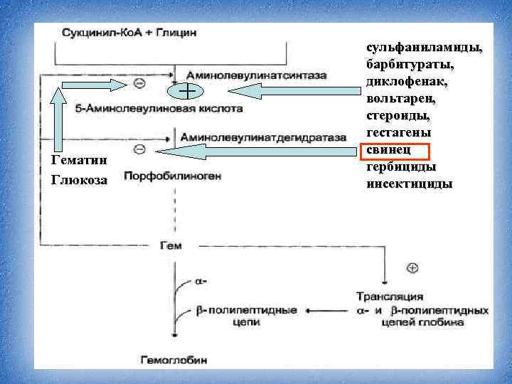 Схема синтеза гема из порфобилиногена