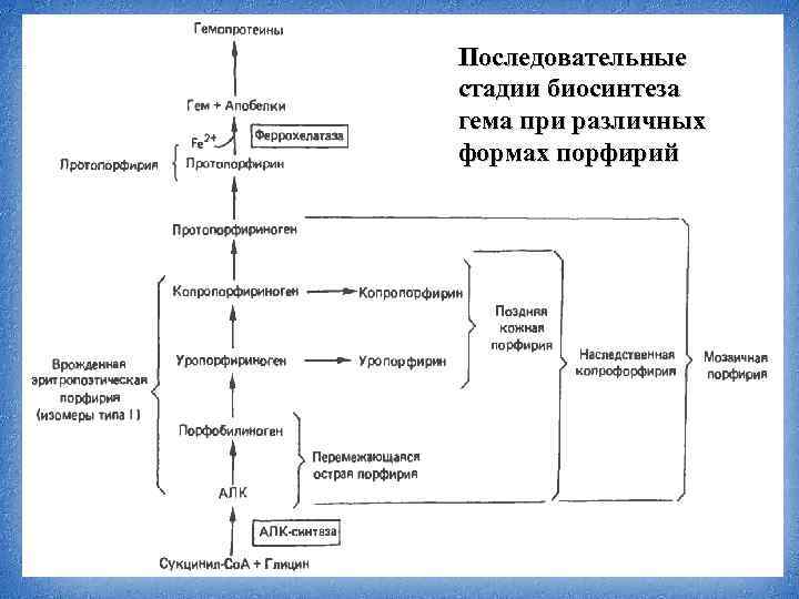 Схема синтеза гема из порфобилиногена