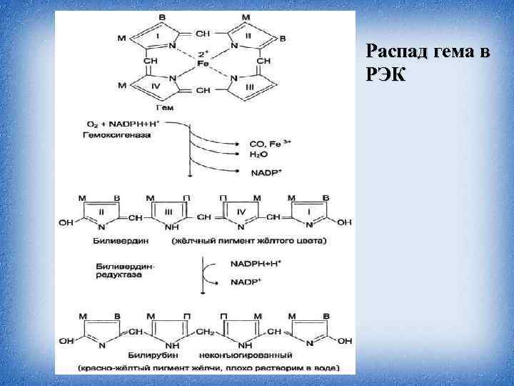 Распад гема биохимия схема