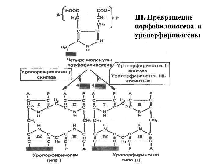 Схема синтеза гема из порфобилиногена