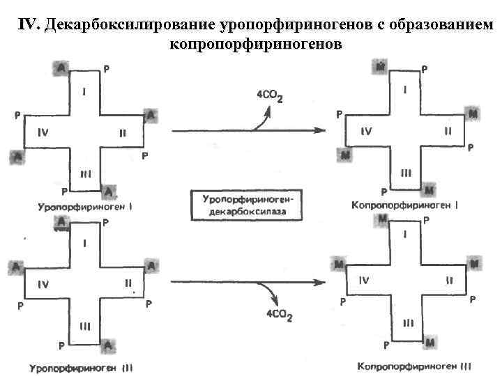 IV. Декарбоксилирование уропорфириногенов с образованием копропорфириногенов 