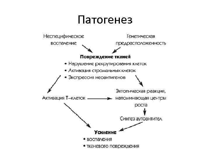 Ревматизм патогенез