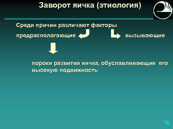 Заворот яичка (этиология) Среди причин различают факторы предрасполагающие вызывающие пороки развития яичка, обуславливающие его