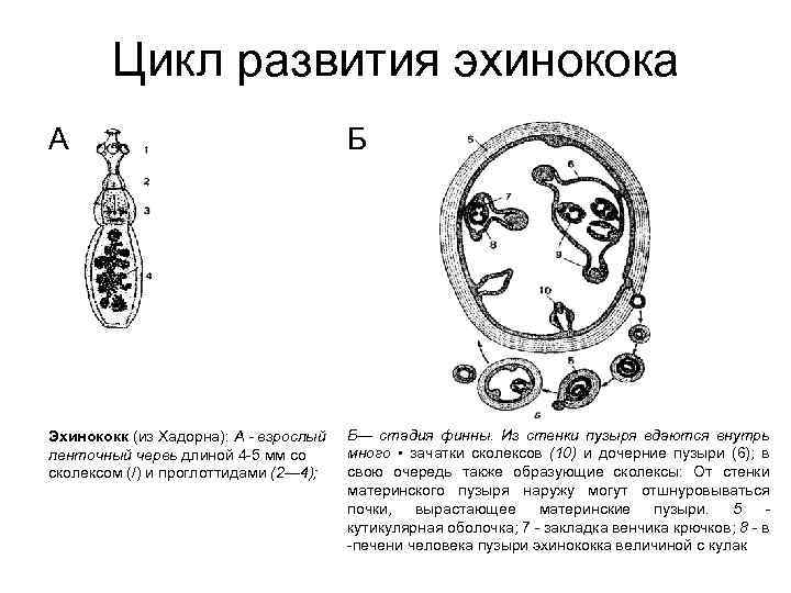 Цикл развития эхинокока А Б Эхинококк (из Хадорна): А - взрослый ленточный червь длиной