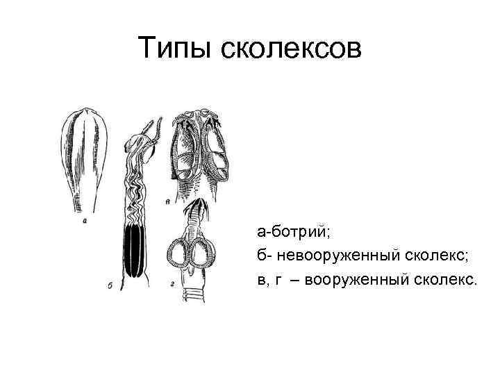 Типы сколексов а ботрий; б невооруженный сколекс; в, г – вооруженный сколекс. 