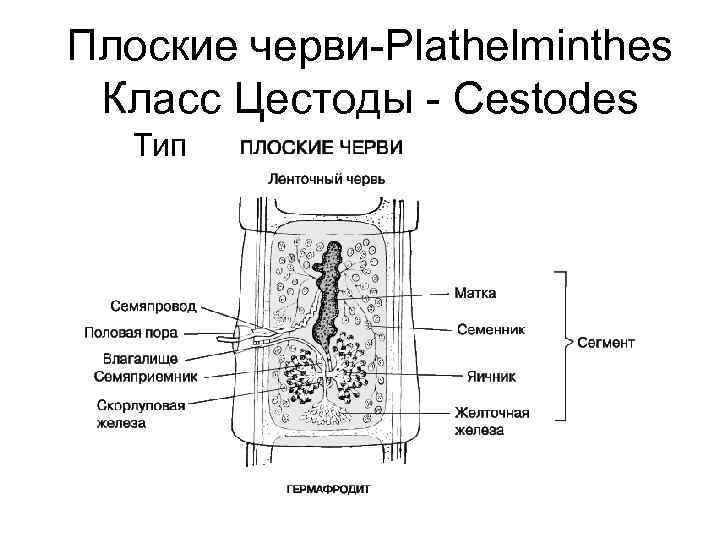 Плоские черви Plathelminthes Класс Цестоды Cestodes Тип 